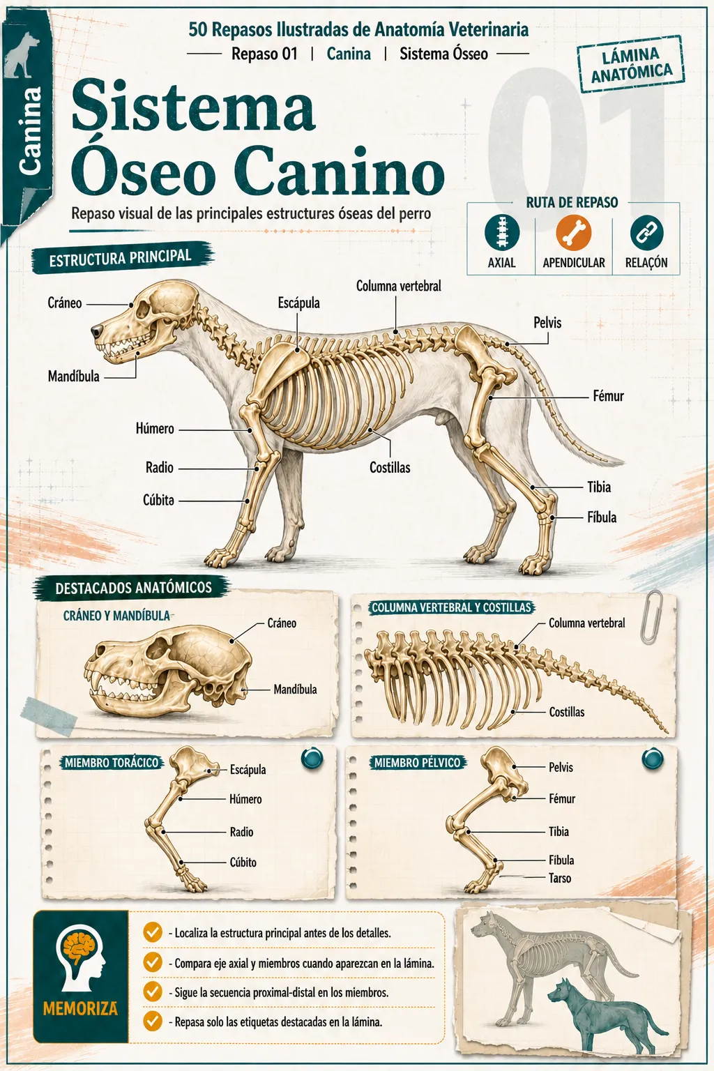 Previa de las revisiones ilustradas de anatomía veterinaria