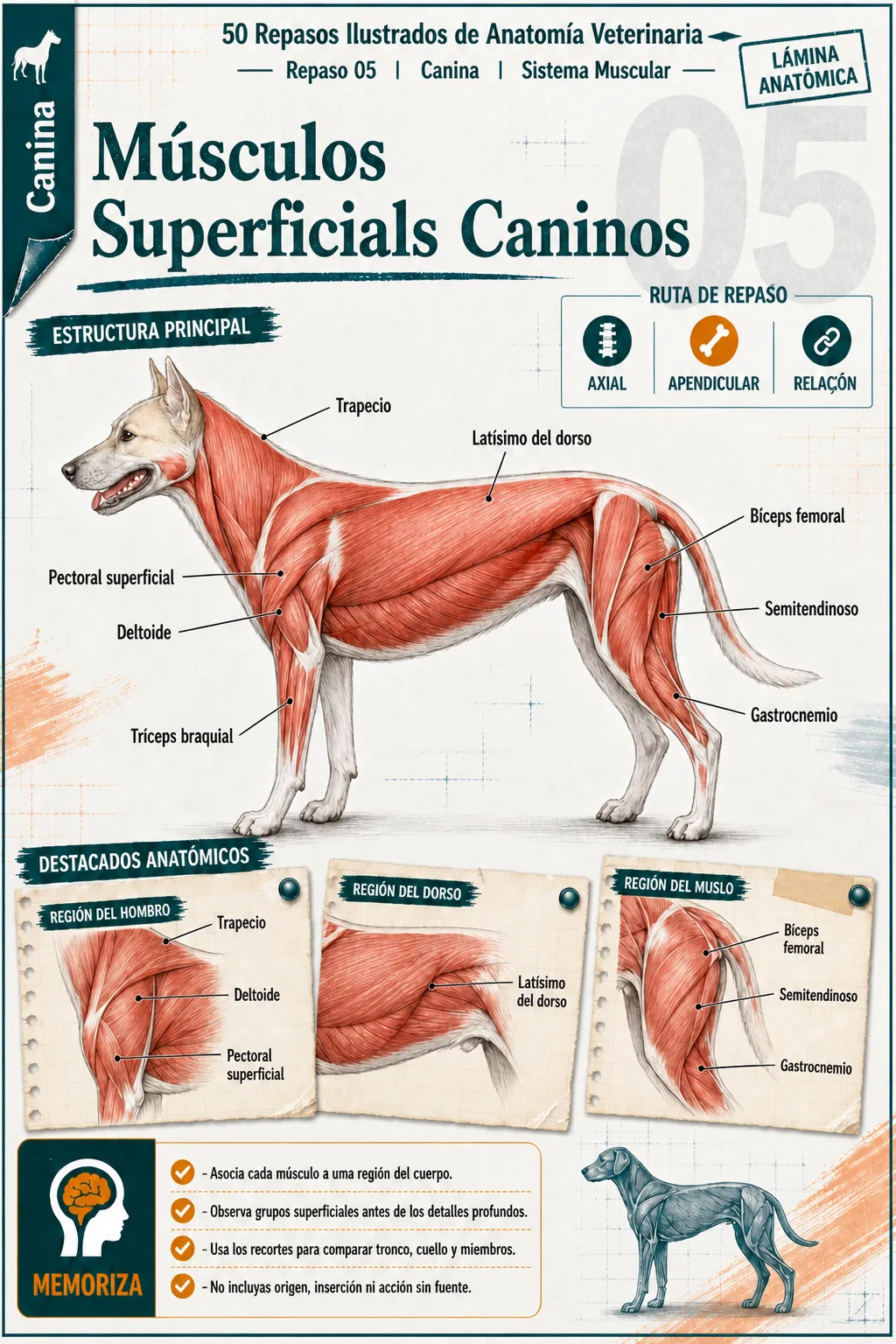 Previa de las revisiones ilustradas de anatomía veterinaria