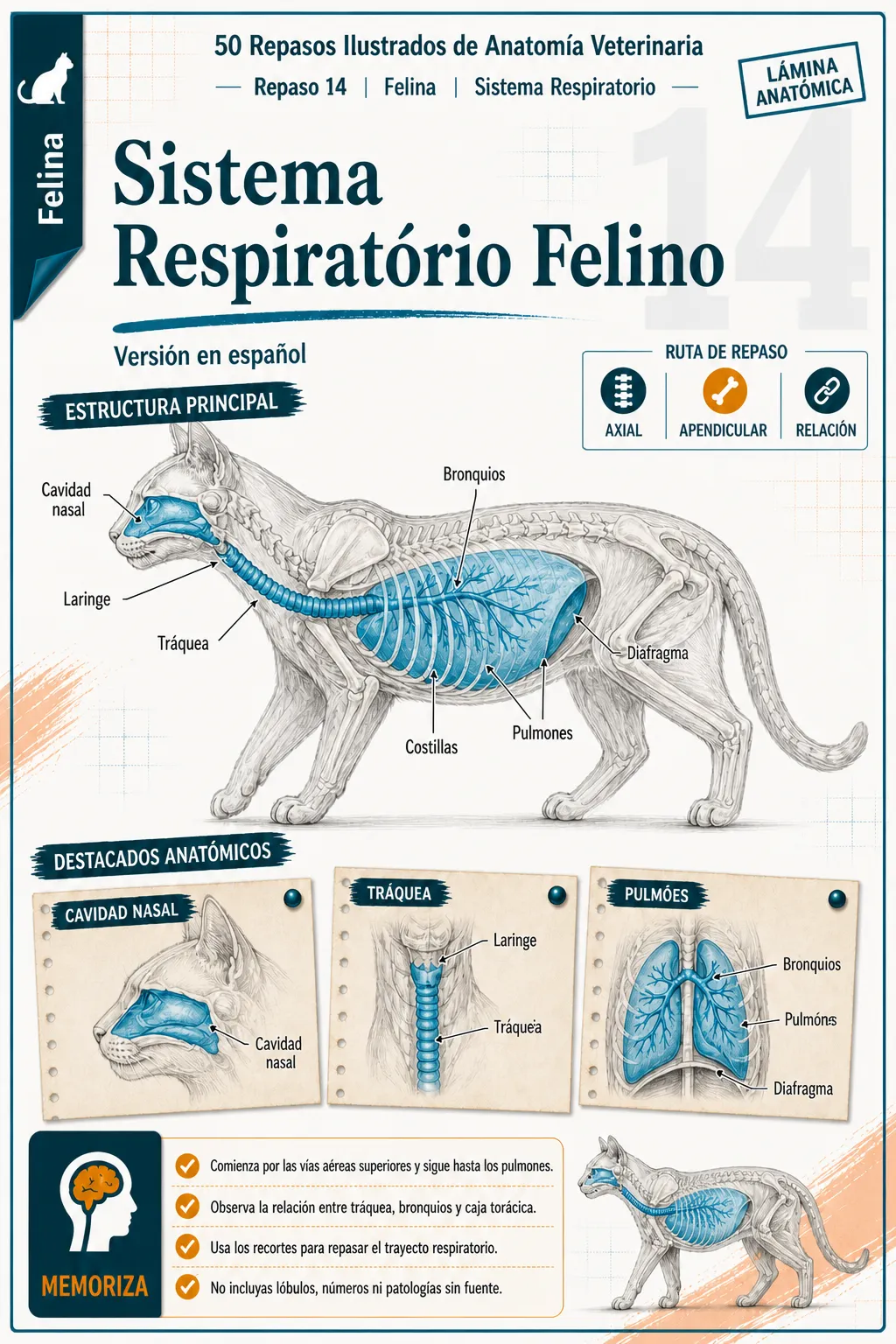 Previa de las revisiones ilustradas de anatomía veterinaria